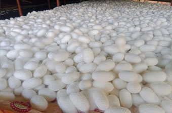 Sericulture Research Unit